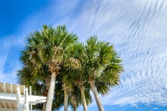 Watersound Palm Trees